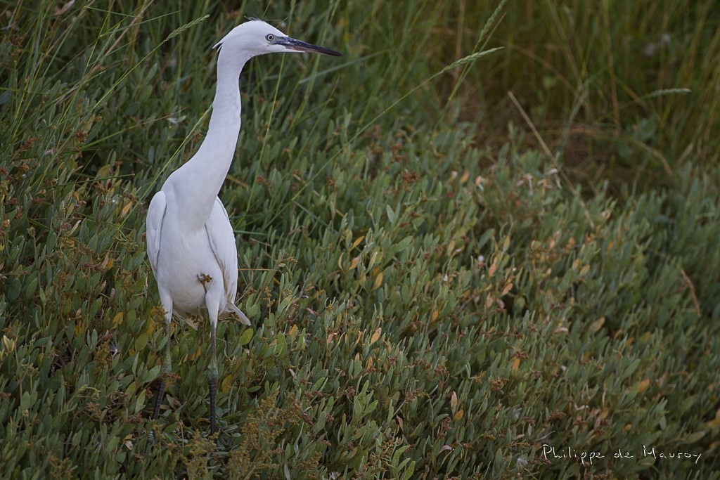 Aigrette garzette
