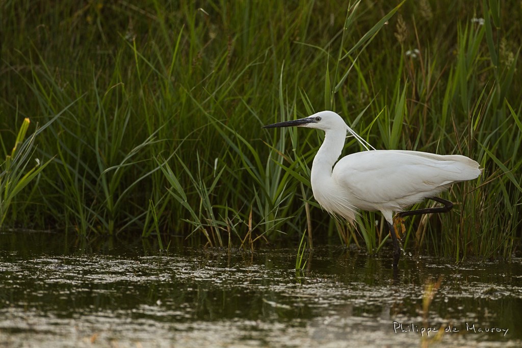 Aigrette garzette