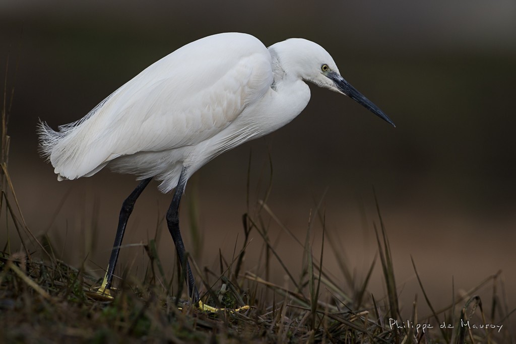 Aigrette Garzette