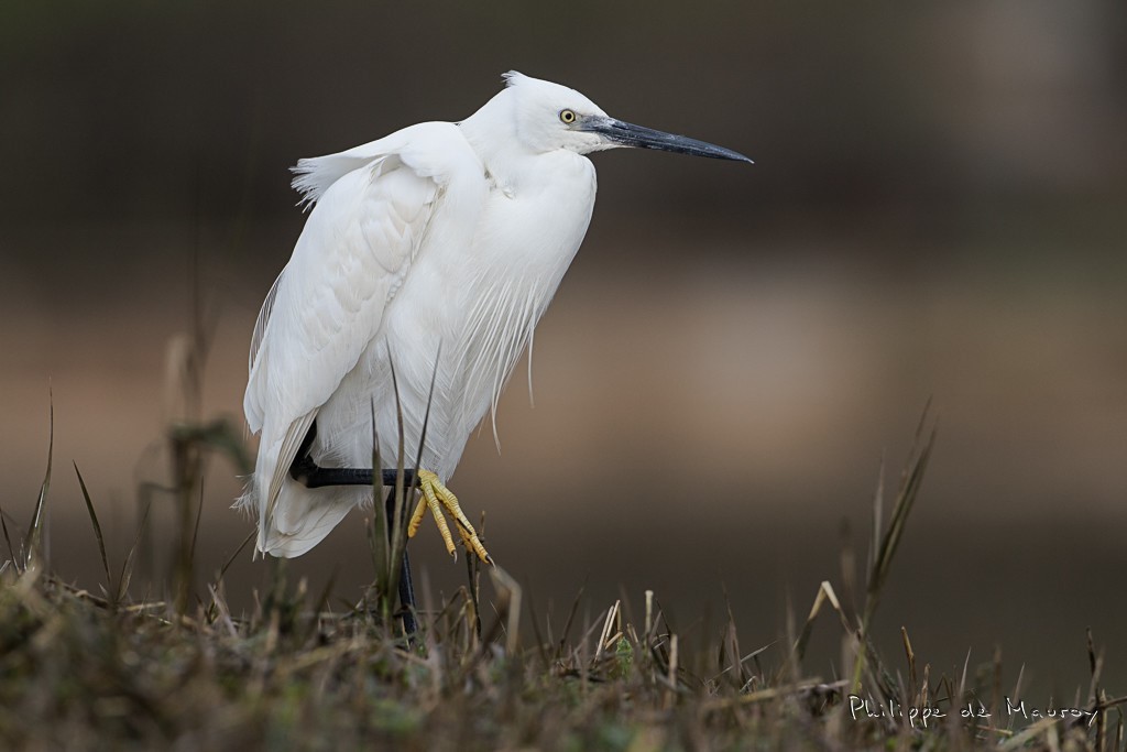 Aigrette Garzette