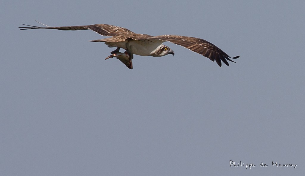 Balbuzard pêcheur