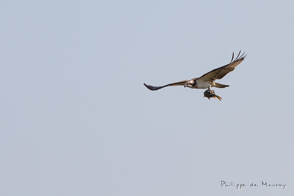Balbuzard pêcheur