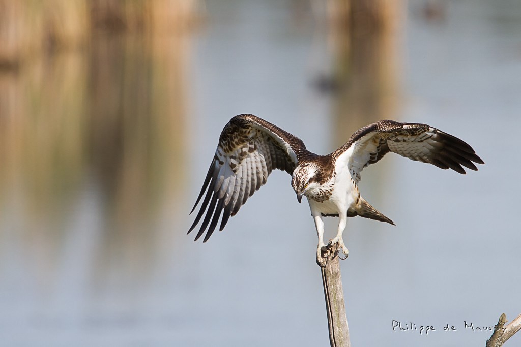 Balbuzard pêcheur