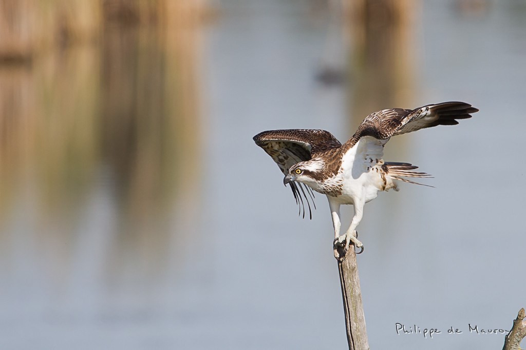 Balbuzard pêcheur
