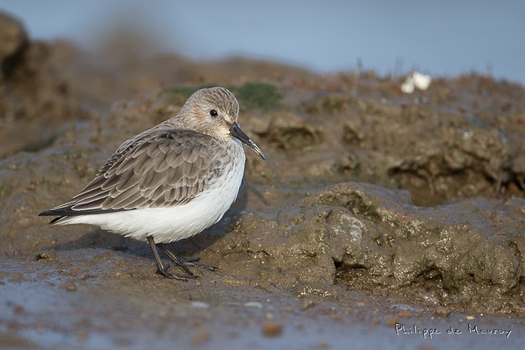 Bécasseau variable