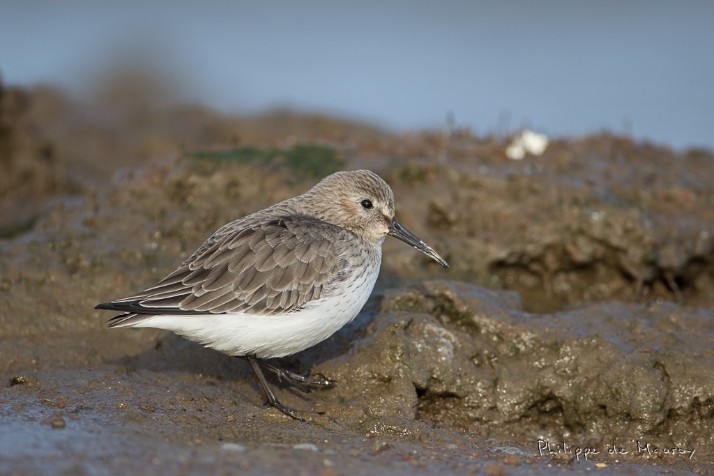 Bécasseau variable