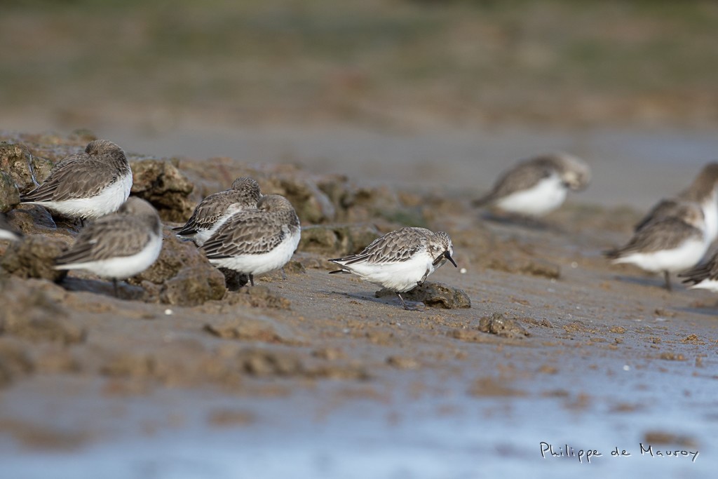 Bécasseau variable