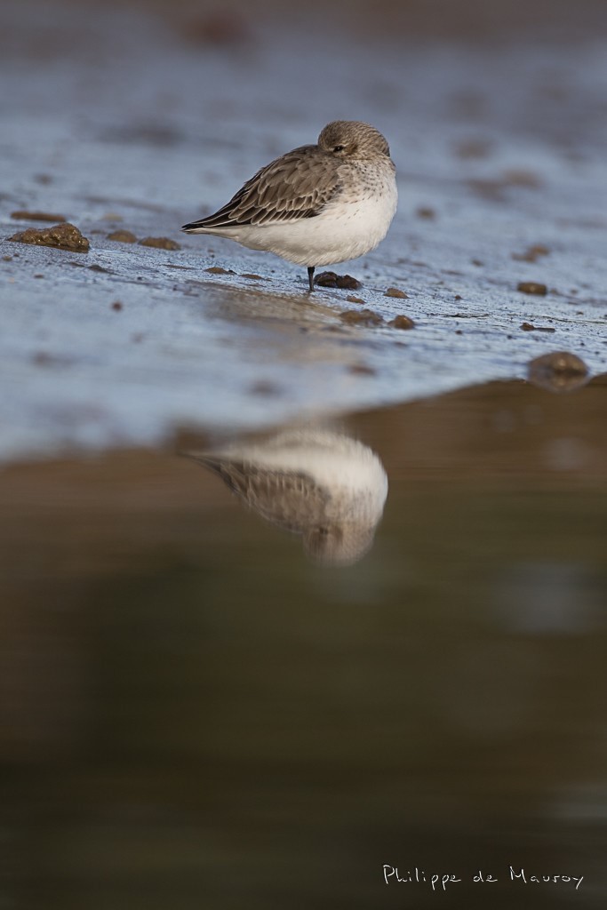Bécasseau variable