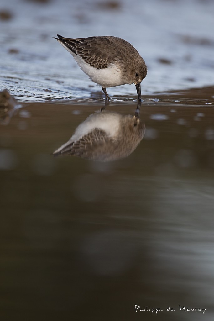 Bécasseau variable