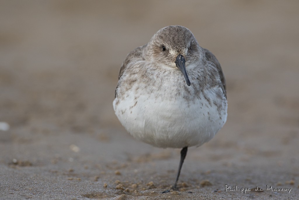 Bécasseau variable