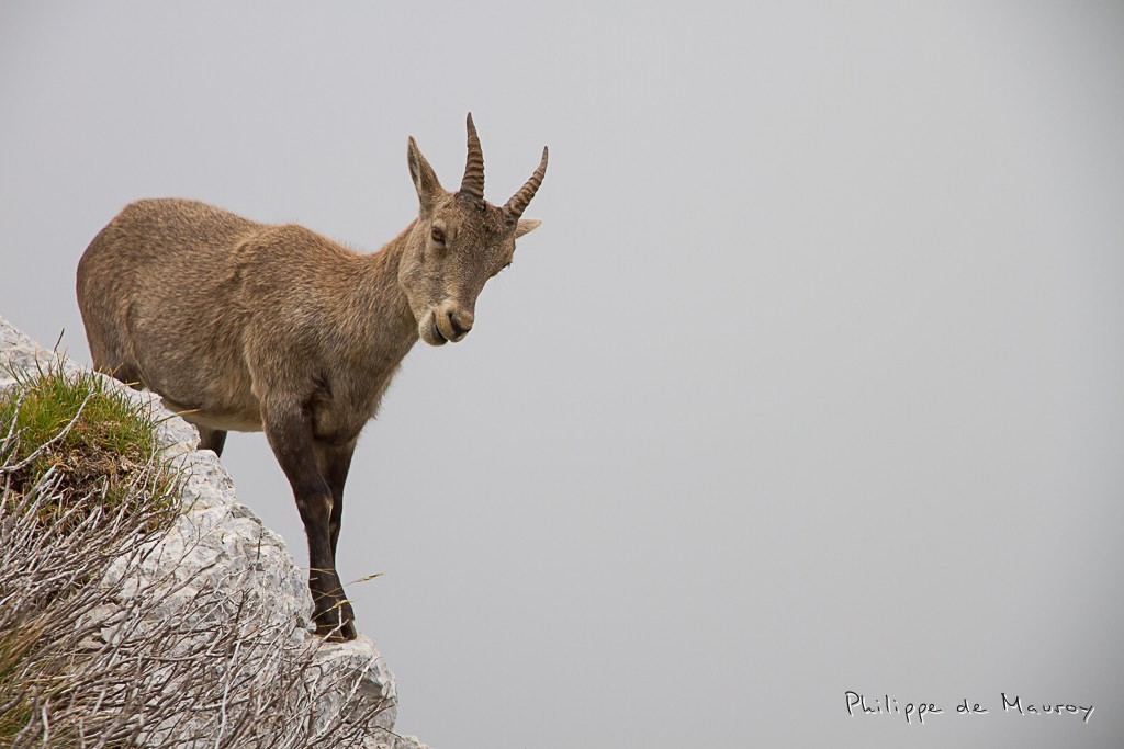 Bouquetin