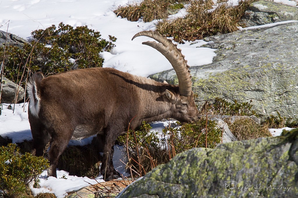 Bouquetin
