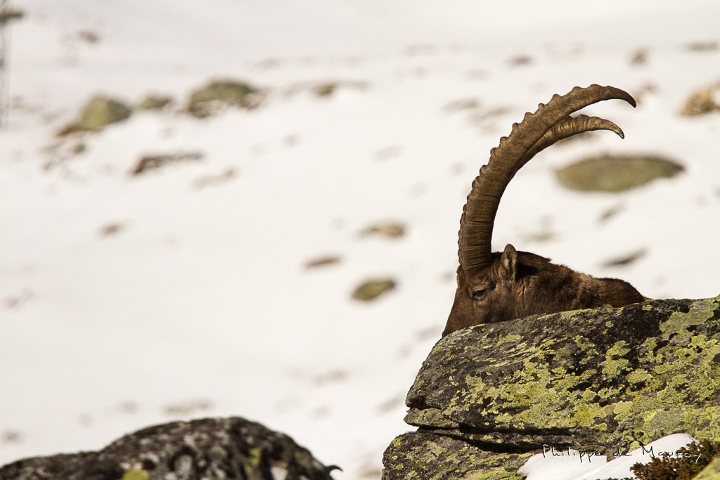 Bouquetin