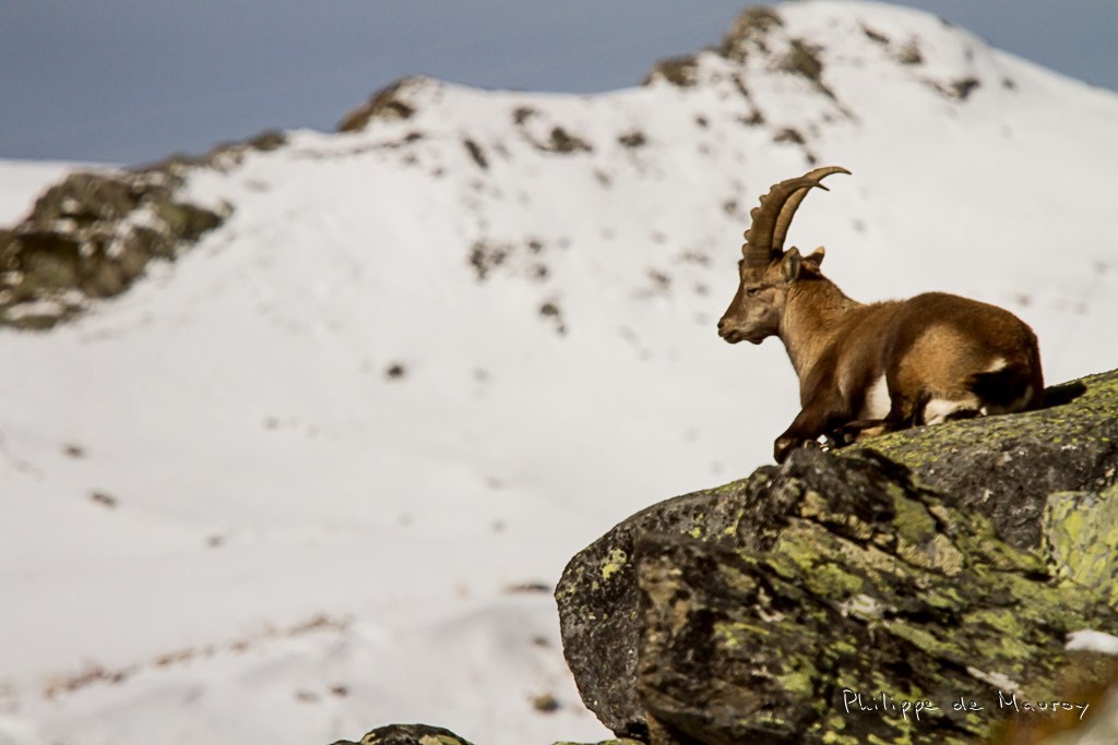 Bouquetin