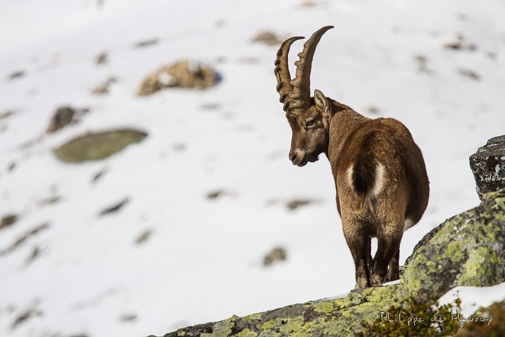 Bouquetin