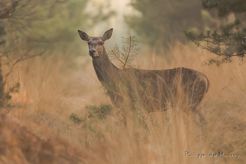 Biche à l'aube