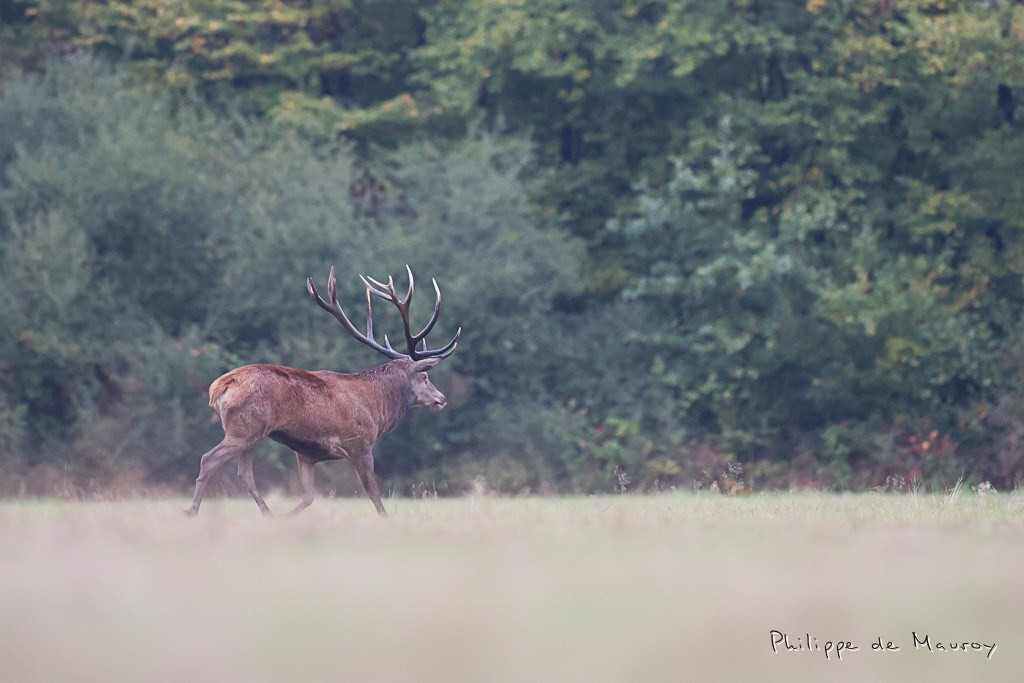 Un beau 14, au trot solitire