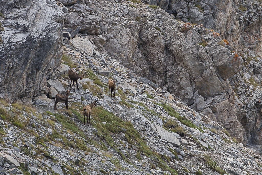 Chamois