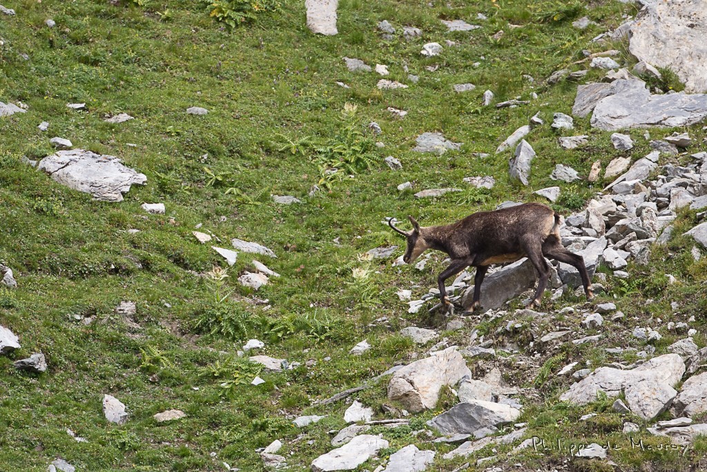 Chamois