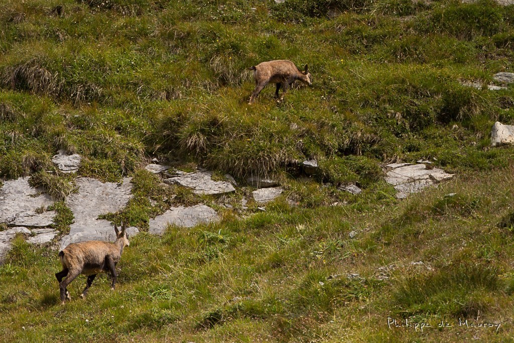 Chamois