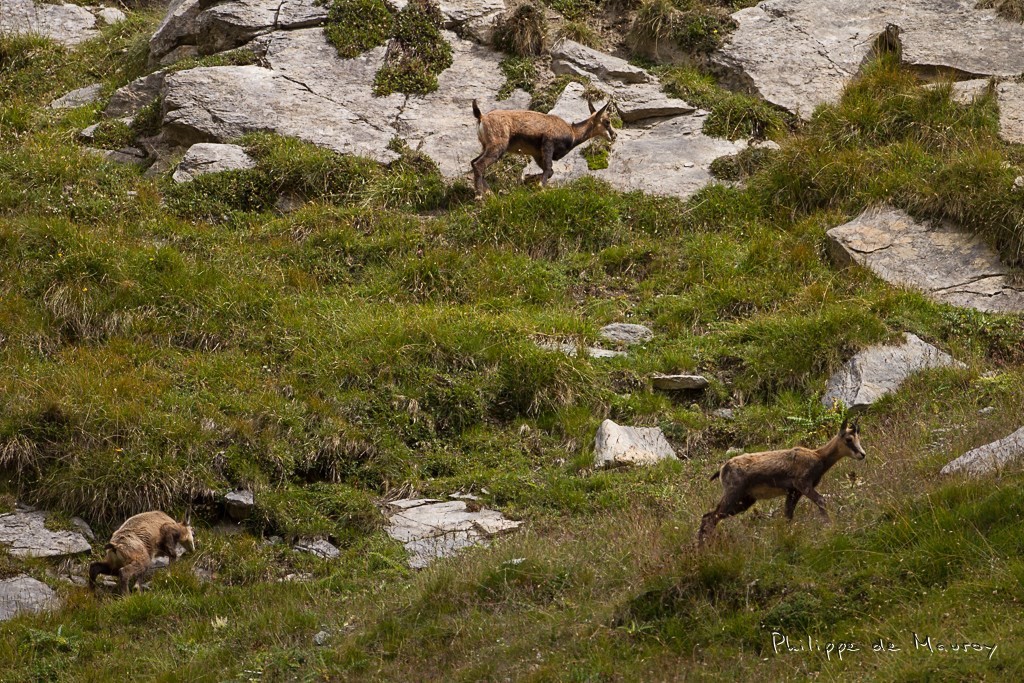 Chamois