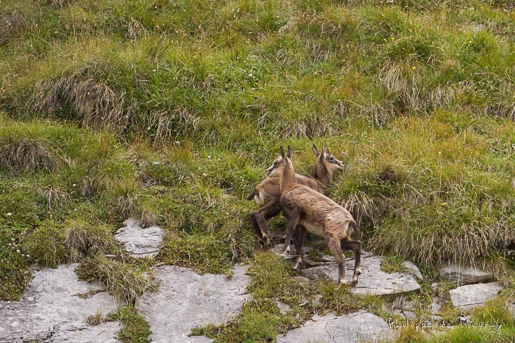 Chamois