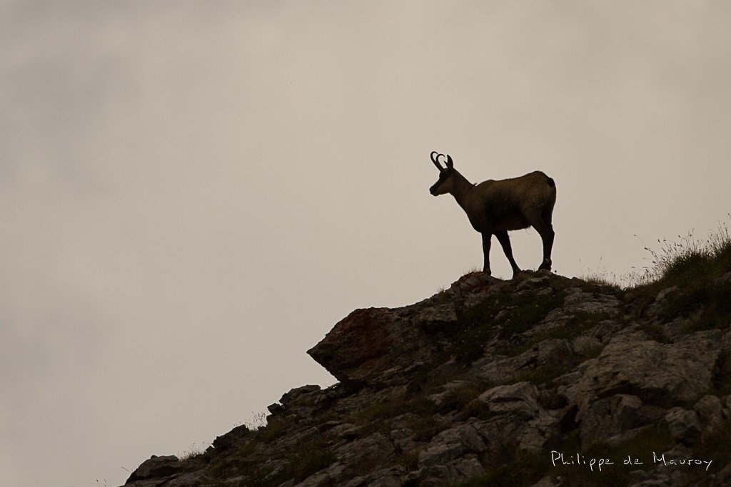 Chamois