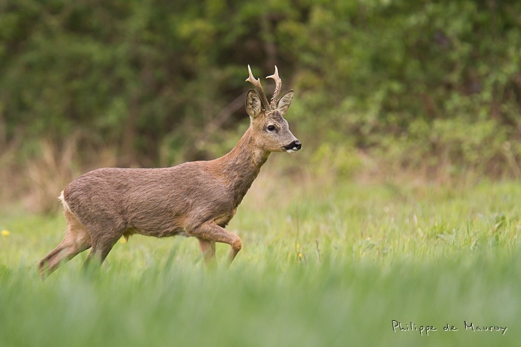 Chevreuil