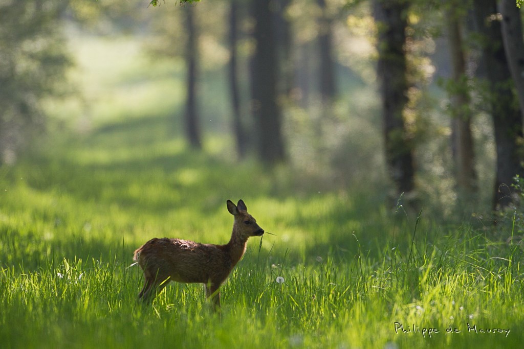 Chevreuil