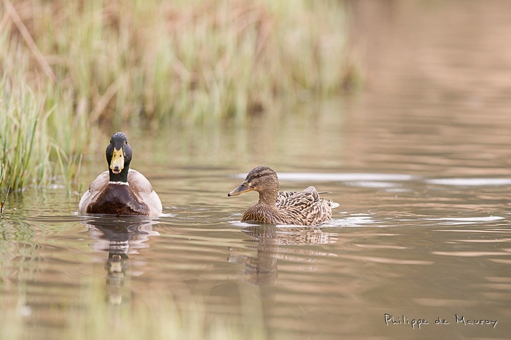 Couple de colverts
