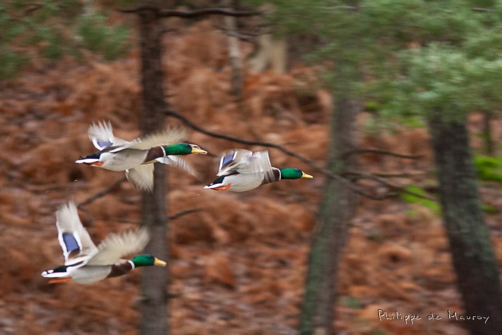 Vol de colverts