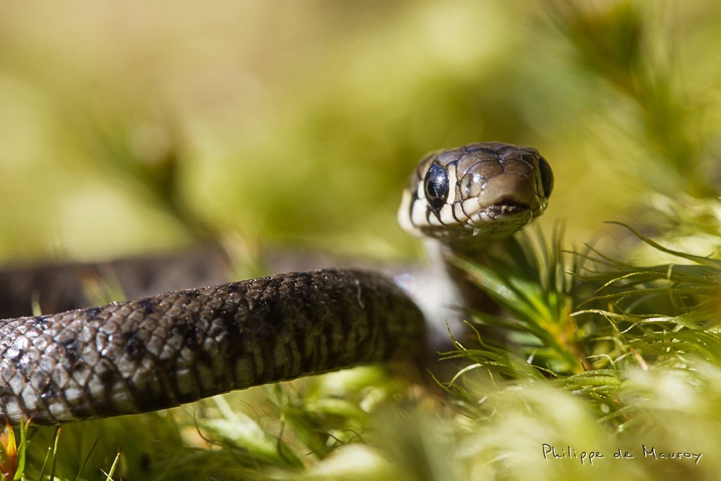 Couleuvre à collier