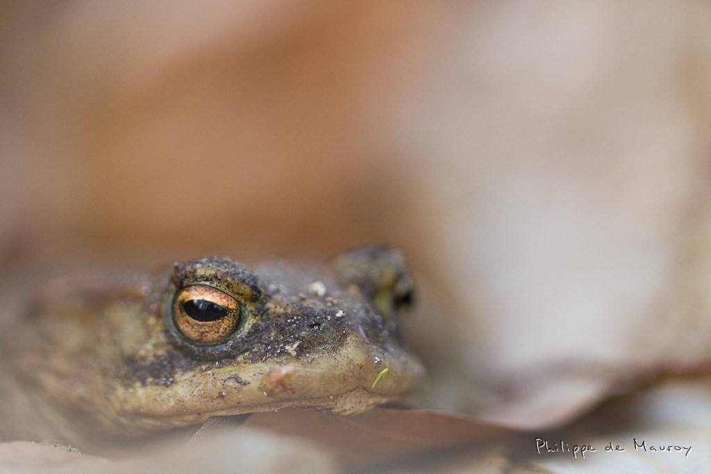 Crapaud commun