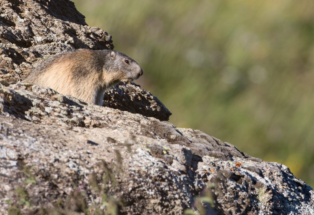 Marmotte