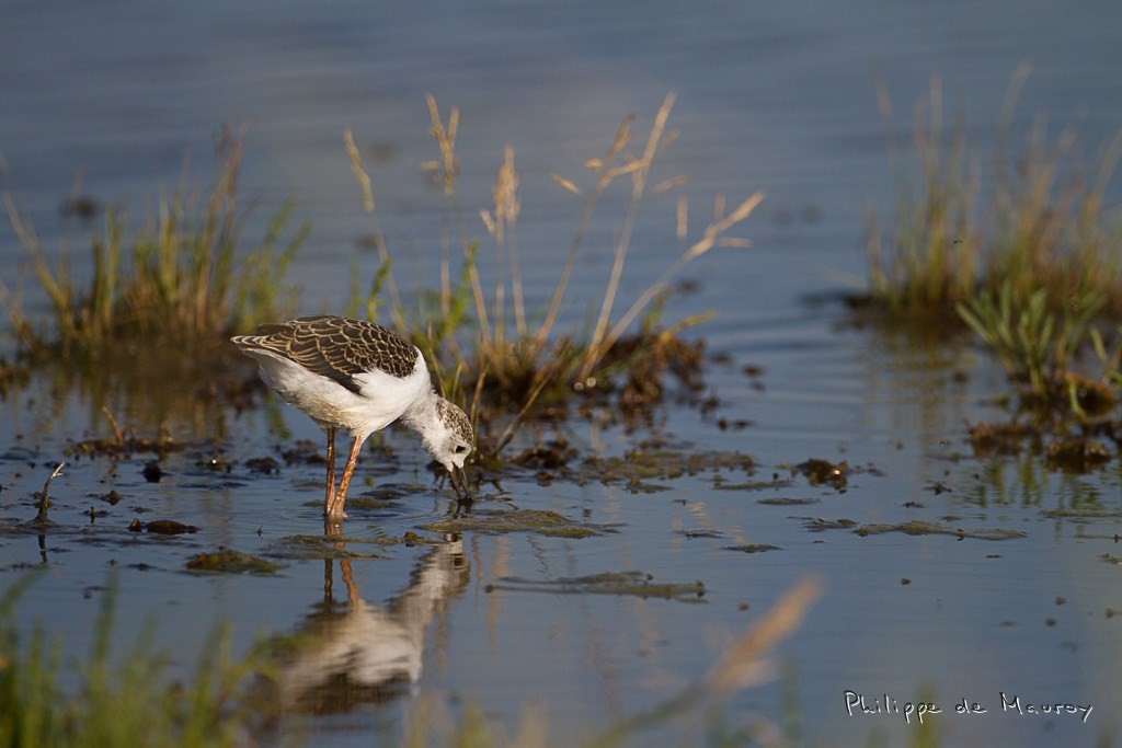 Echasse blanche