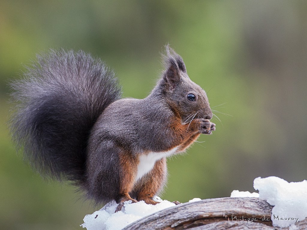 Ecureuil
