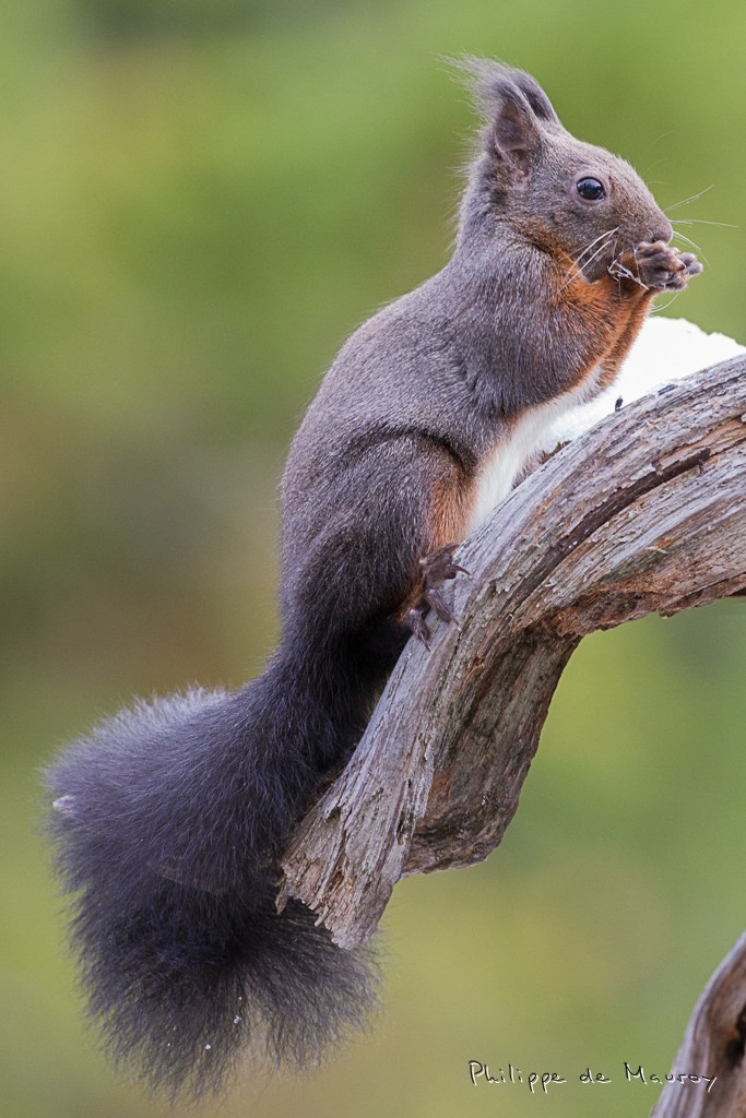 Ecureuil