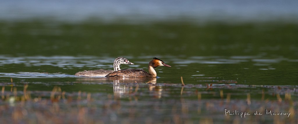 Grèbe huppé