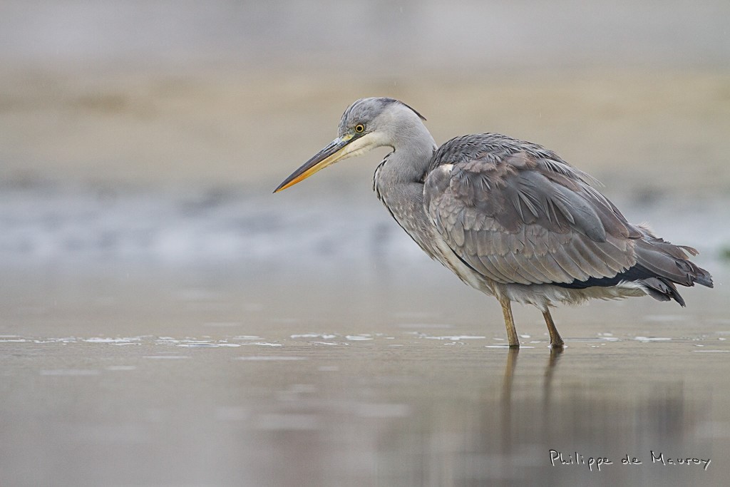 Héron cendré