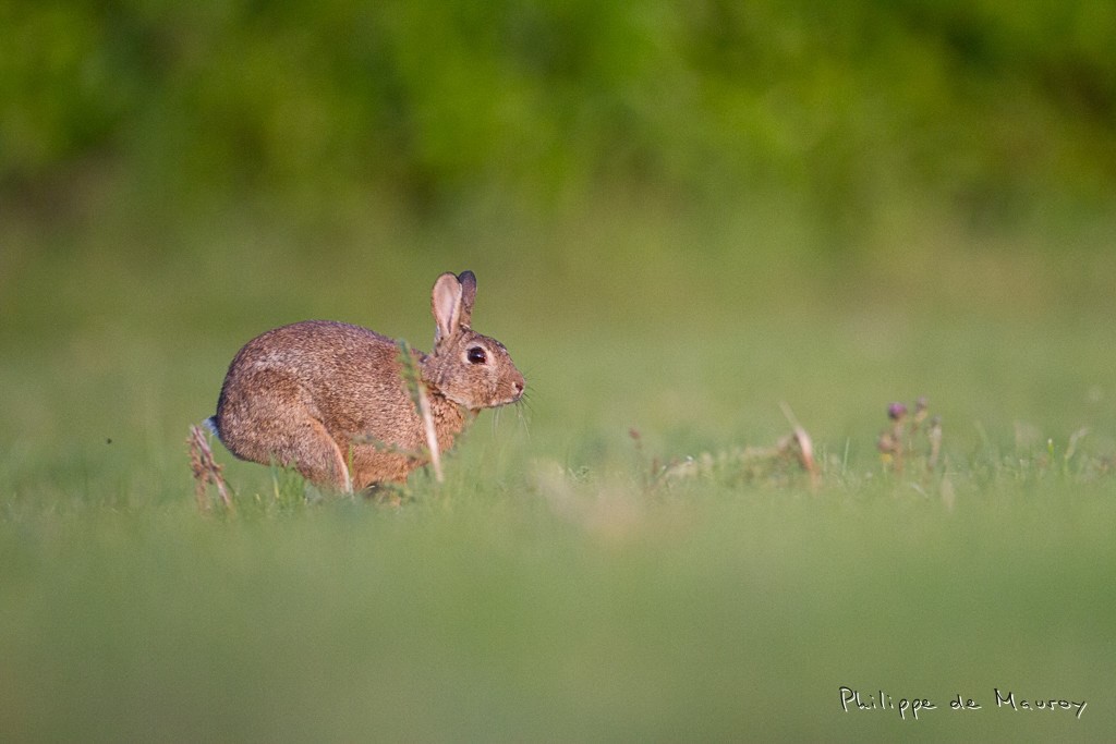 Lapin