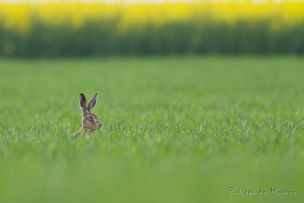 Lièvre