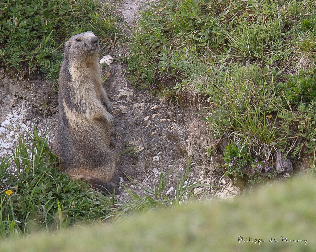 Marmotte