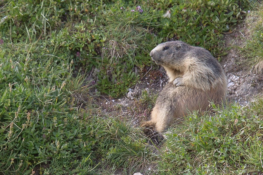 Marmotte