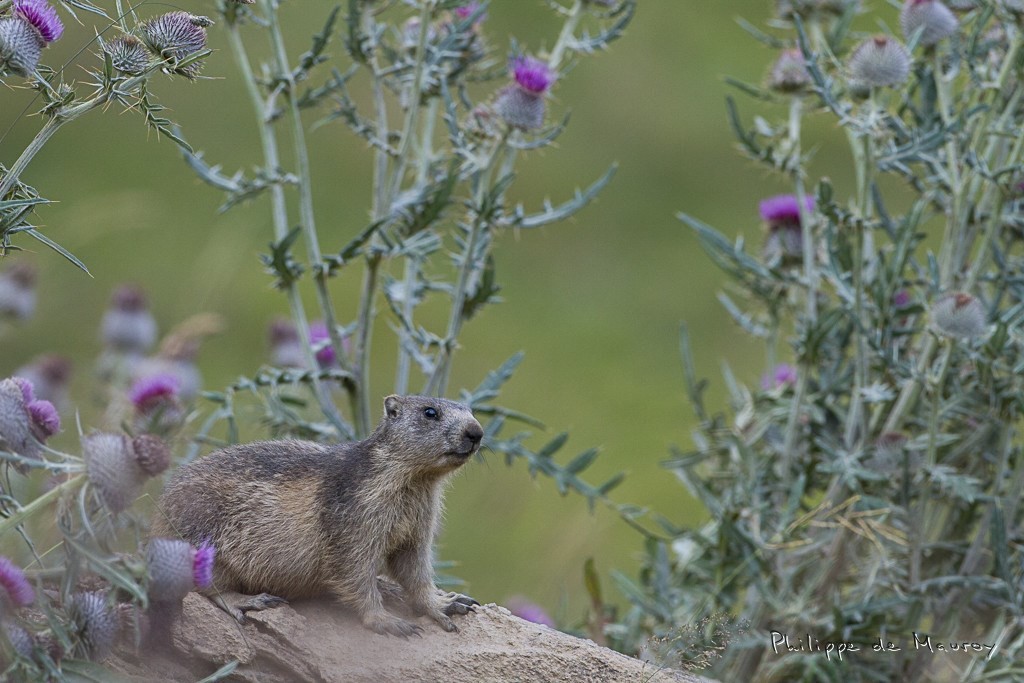 Marmotte