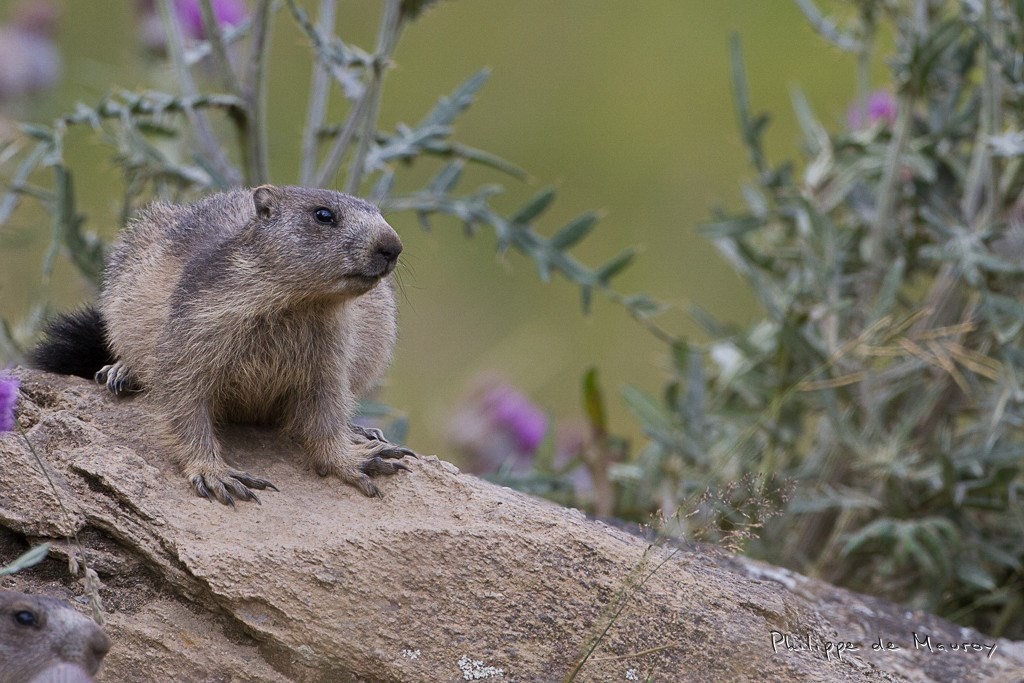 Marmotte