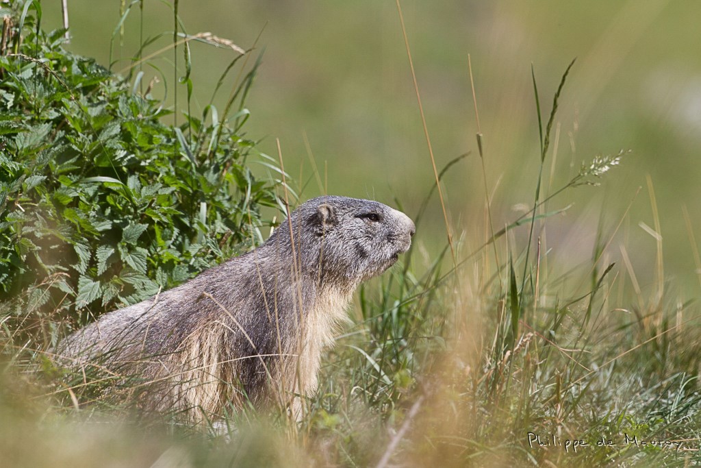 Marmotte
