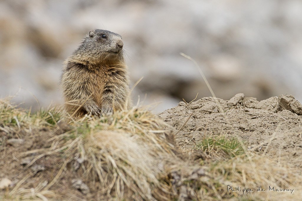 Marmotte