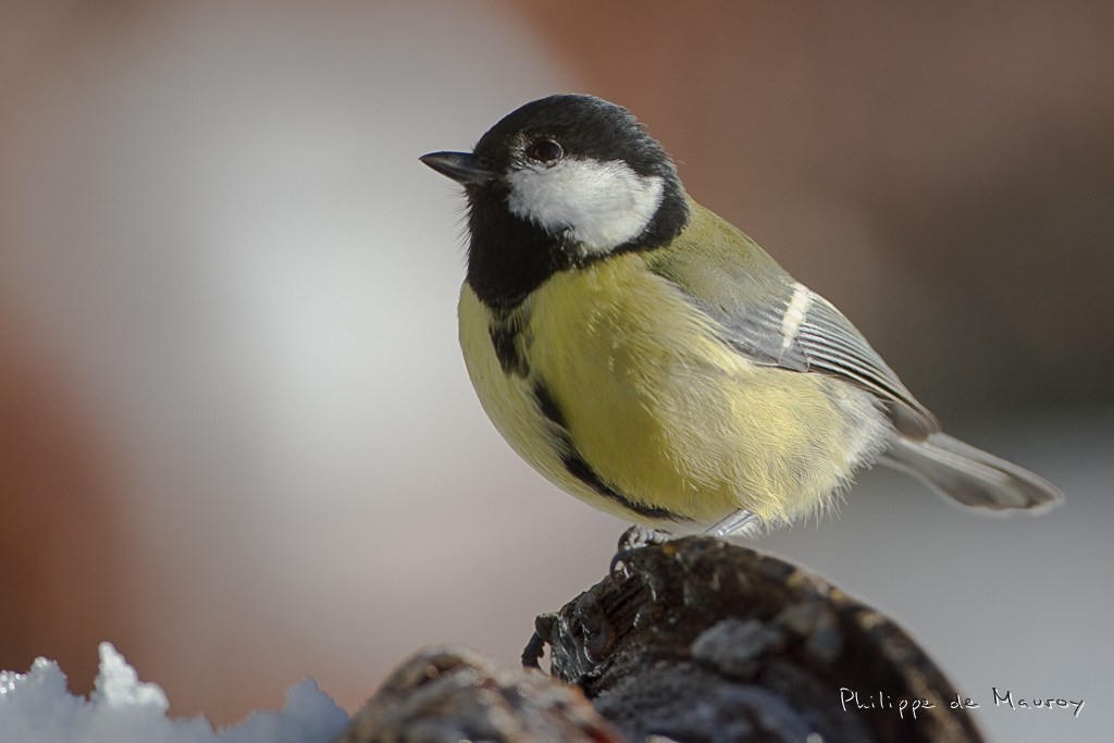Mésange charbonnière