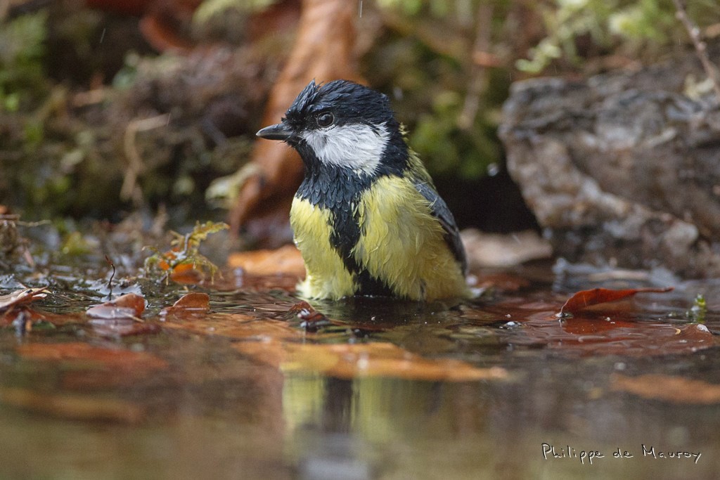 Mésange charbonnière