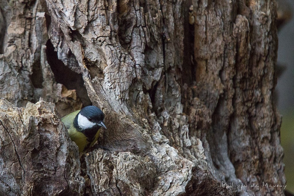 Mésange charbonnière
